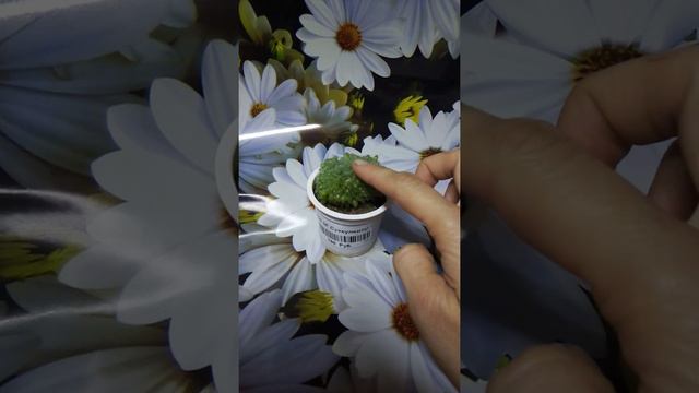 🌵Кактусы из Новосибирской кактусовой оранжереи. Мои новинки!!!!! смотреть онлайн