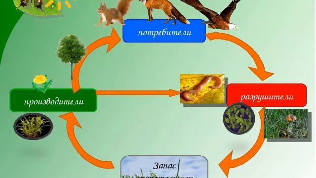 Что такое экосистема? смотреть онлайн