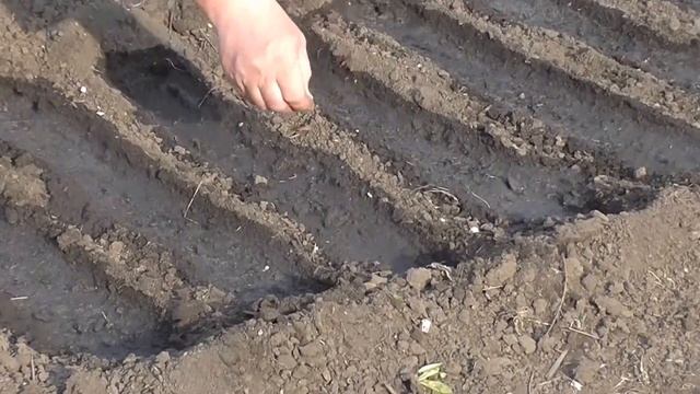 Весенний посев чернушки. Сеем семена лука смотреть онлайн