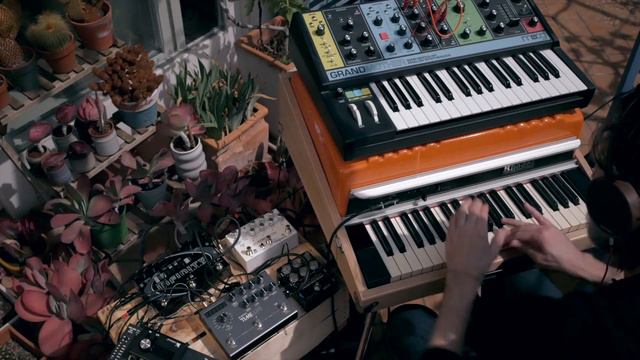 Moog Grandmother, Fender Rhodes & Kalanchoe Thyrsiflora [Echosystem, Timeline, Infinity, OmniCabSim