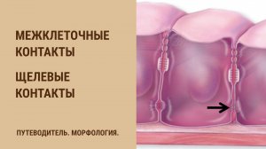 Межклеточные контакты. Щелевые контакты (нексусы).