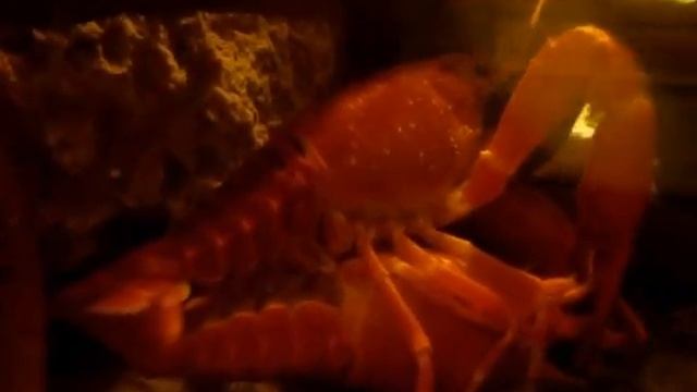 Рак мандарин смотреть онлайн