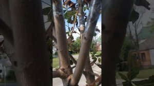 Прививка конского каштана красноцветковым гибридом каштана