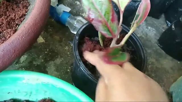 How to care and grow Pink Aglaonema flower/এগলনিমা ফুলৰ বাবে কি কি কৰিব এই মাহত?? 🌸🌸 смотреть онлайн