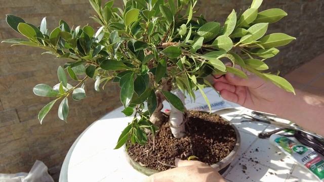 Фикус с Буддой - продолжение. Бонсай фикус ретуса вариация тайгербак (Retusa var. tigerbark) смотреть онлайн