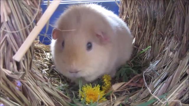 одуванчики морские свинки порода американский тедди смотреть онлайн