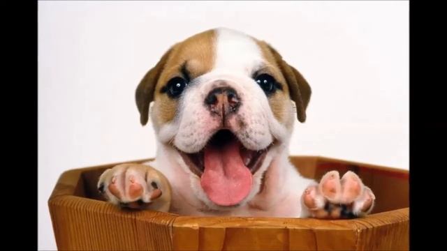 Почему собаки воют смотреть онлайн