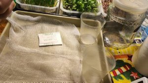 Готовлю семена укропа и петрушки к марафону. Замочила семена в водке.