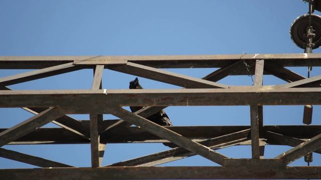 Брачная песня ворона(1) смотреть онлайн