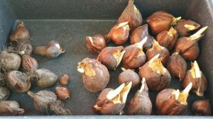 #Безвременник. Красивый осенний цветок. Когда сажать луковицы.