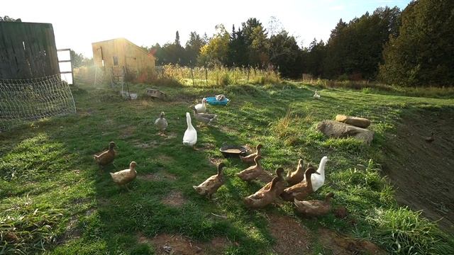 My Life is an Untitled Goose Game | Life on a Real Goose Farm смотреть онлайн