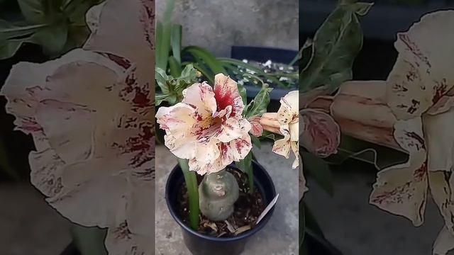 😍😍New Adenium Flower Collection. Top Class Adenium - Dessert rose Colour. Best Colours in Adenium 😍 смотреть онлайн