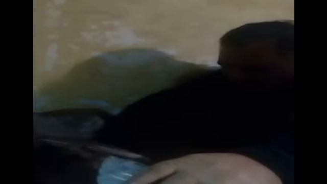 Лебеди (4 часть) - факты об охоте на лебедей или В каких случаях не удастся спасти лебедя смотреть онлайн