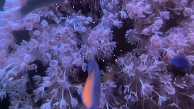 Stop Killing Copperband Butterflyfish NOW! (Chelmon rostratus) смотреть онлайн