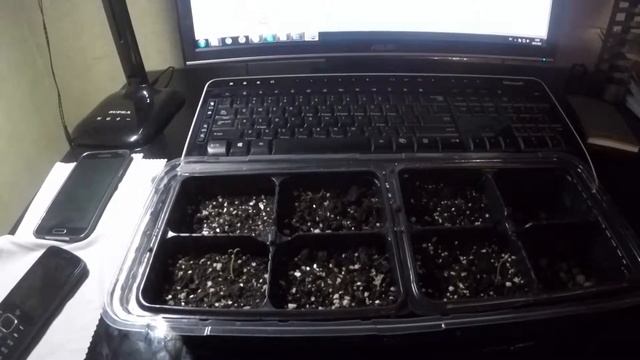 Проращиваем семена томатов. смотреть онлайн