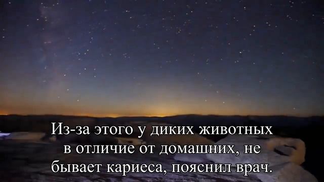 Главный стоматолог РФ почти 90% россиян страдают воспалением десен — Статья смотреть онлайн