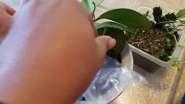 New Cutting Hoya Carnosa 'Compacta Variegata' Hindu Rope