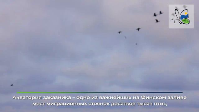 Палитра заказника "Кургальский" смотреть онлайн