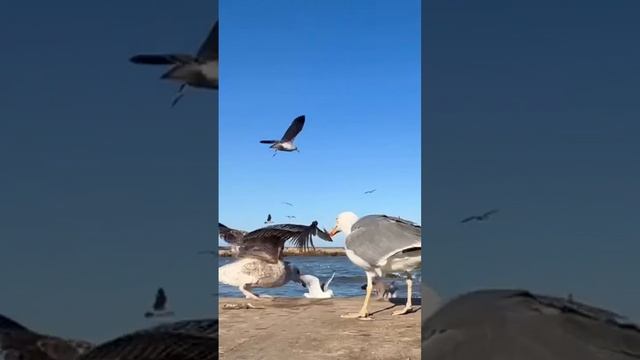 ЦАРЬ - ПТИЦА. смотреть онлайн