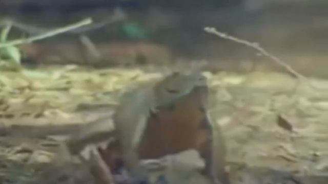 Почему динозавры вымерли, а крокодилы остались жить до сих пор смотреть онлайн