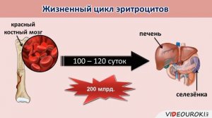 Внутренняя среда организма.  Состав и функции крови.