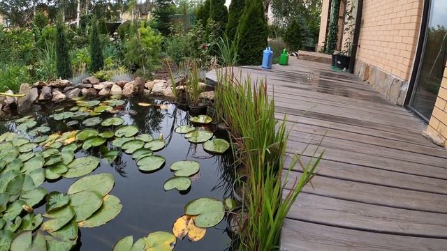 Пруд на даче, биоплато, устройство, советы, проектирование смотреть онлайн