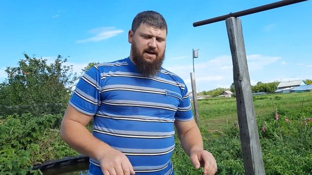 Солю сырые грузди / Вкусный рецепт засолки груздей / #грузди смотреть онлайн