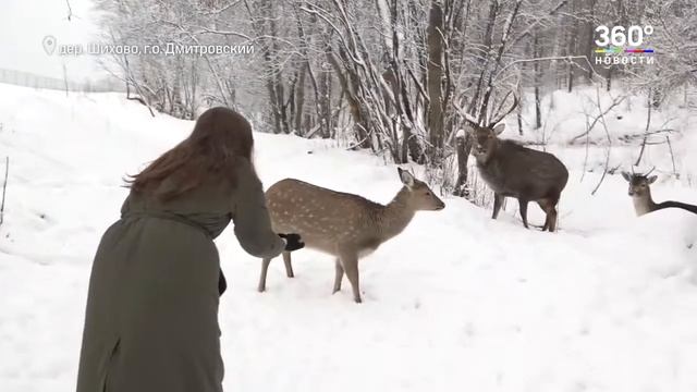 Покормить оленя и покататься на хаски: как провести выходные в Подмосковье? смотреть онлайн