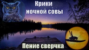 ? Звуки ночного леса для Сна ? Пение сверчка и крики совы ? Звуки природы