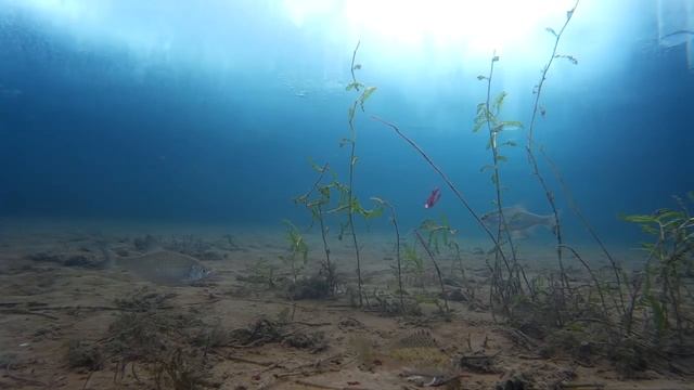 Подводное видео от 11 03 2018 года смотреть онлайн
