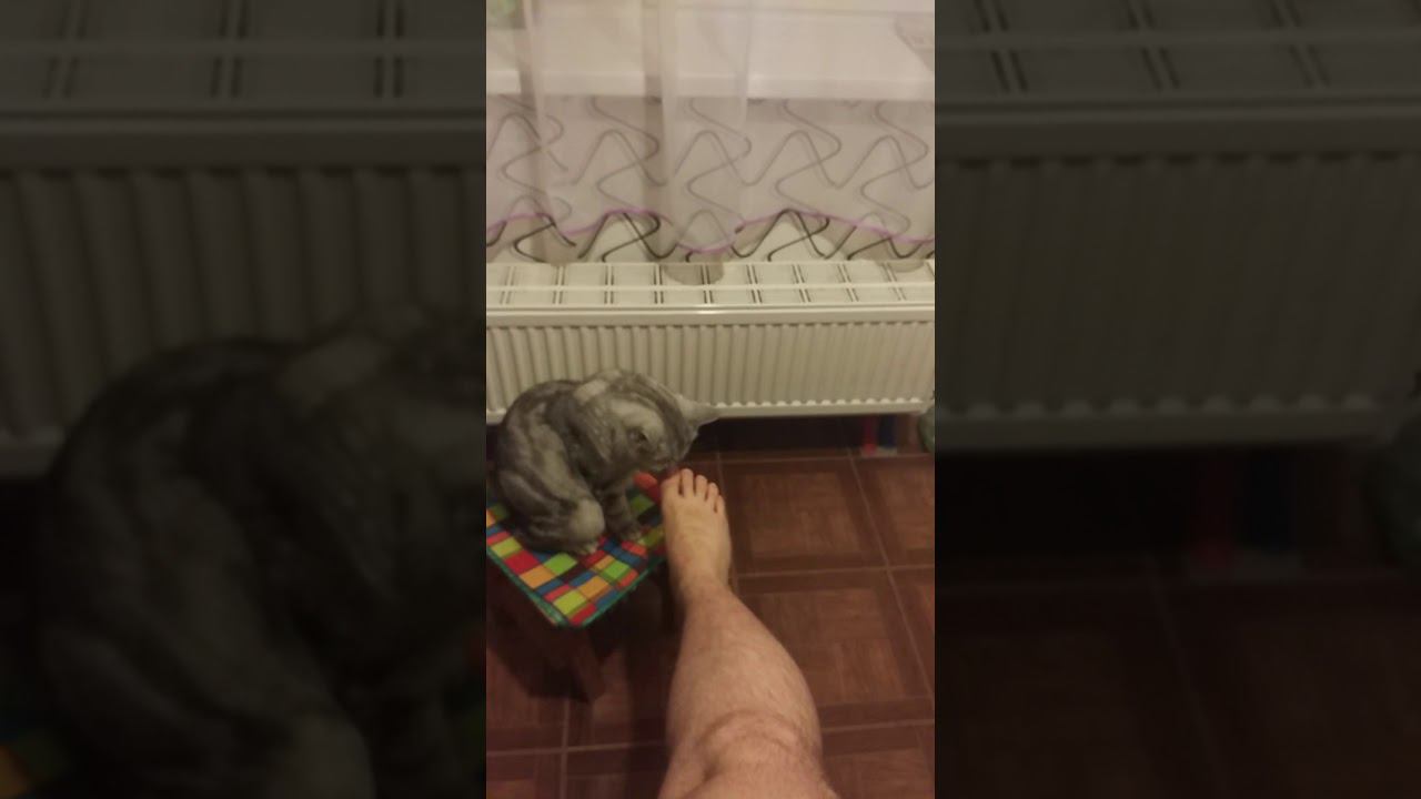 Кот (не грустное видео) смотреть онлайн