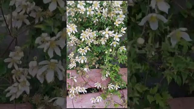 КЛЕМАТИСЫ! Цветут осенью! Зимуют без укрытия и обрезки! Татьяна Васильевна садовод профессионал! смотреть онлайн