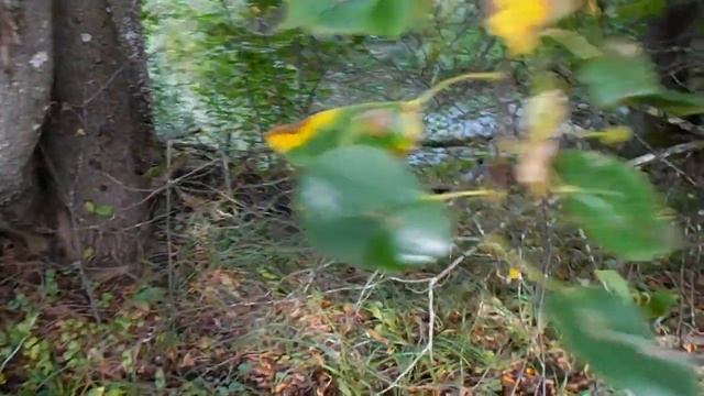 Грибы в начале сентября. Поляны грибов!/в брянском лесу/как почистить маслята/gribi смотреть онлайн