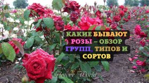 Какие бывают розы – обзор групп, типов и сортов с фото и названиями.?