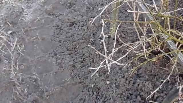 ВЕСЕННЯЯ ОБРЕЗКА КРЫЖОВНИКА И СМОРОДИНЫ. смотреть онлайн