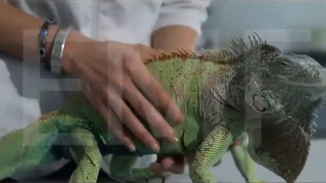 Похудение Игуаны. Истощение Игуаны. смотреть онлайн
