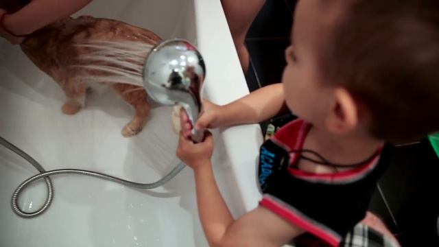 Как выкупать кота в ванной. Марк моет Бутуза под душем. смотреть онлайн