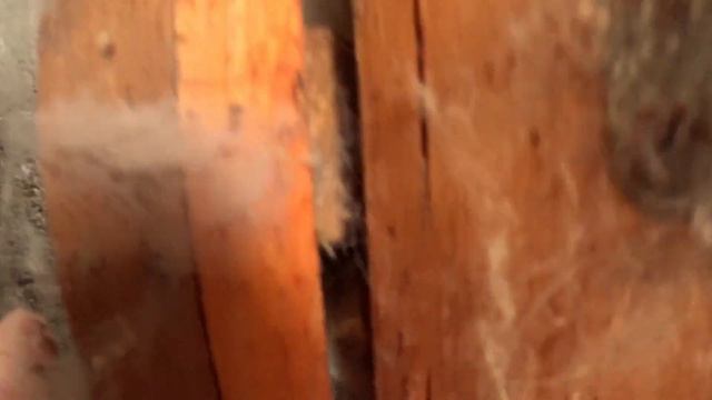 Сколько маленьких крольчат? \\ Наводим порядок. \\ Жорику труселя. смотреть онлайн