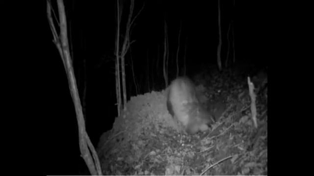 Барсук падготовится к зиме смотреть онлайн