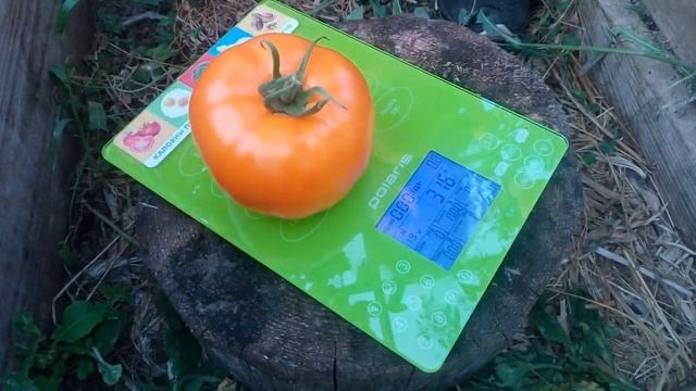 Томат "Апельсин" смотреть онлайн