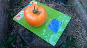 Томат "Апельсин"