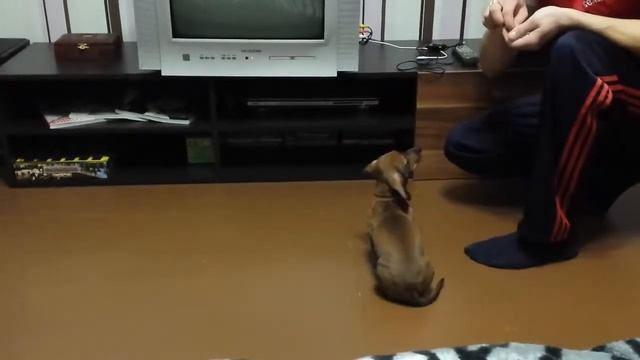 Дрессировка щенка таксы 3 2 5 месяца смотреть онлайн