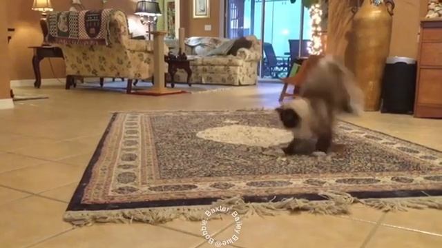 Ragdoll Baxter “Everybody is Roomba Fighting” смотреть онлайн