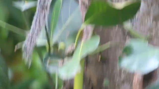 Шри-Ланка белка. #фрукт #Шри Ланка #пальмовая #белка #бурундук