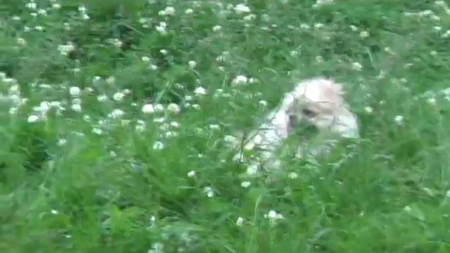 Чиви 7 мес смотреть онлайн