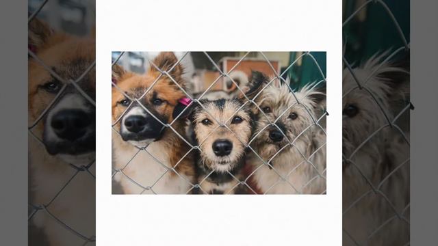 БРОДЯЧИЕ СОБАКИ-БОЛЬШАЯ ПРОБЛЕМА❗️