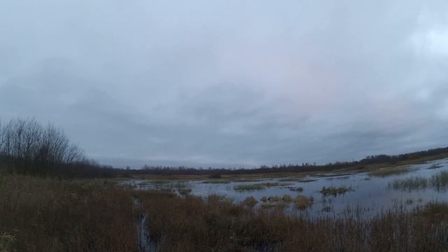 Охота на утку 05.11.2022г. смотреть онлайн