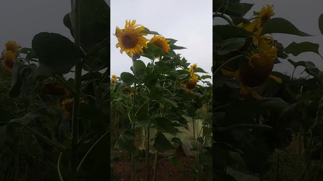 Sunflowers in the wind смотреть онлайн