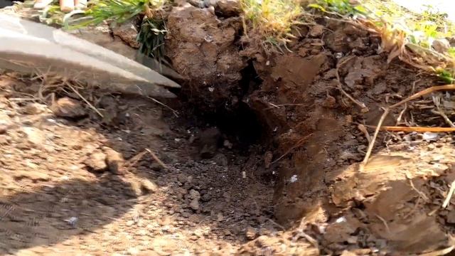Big Snake Vs Two Brother | Unbelievable Catch Snake and Eggs From Hole, Catch A lot of Eggs Snake смотреть онлайн