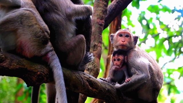 baby monkey and mommy and brother Sit and play??????? смотреть онлайн